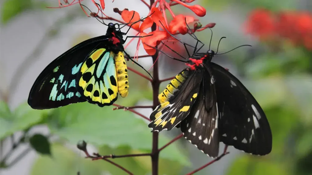 Tropical butterfly aviary with colorful butterflies