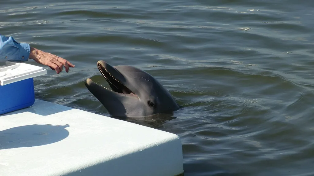 Dolphin Research Center Road Trip Stops