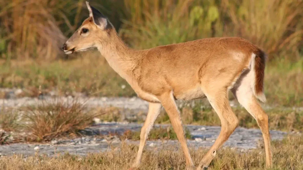 National Key Deer Refuge: Big Pine Key Road Trip